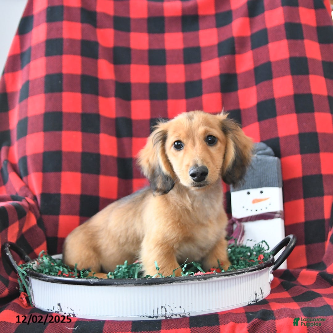 Miniature Dachshund dogs for sale: Clifford - Ad 2