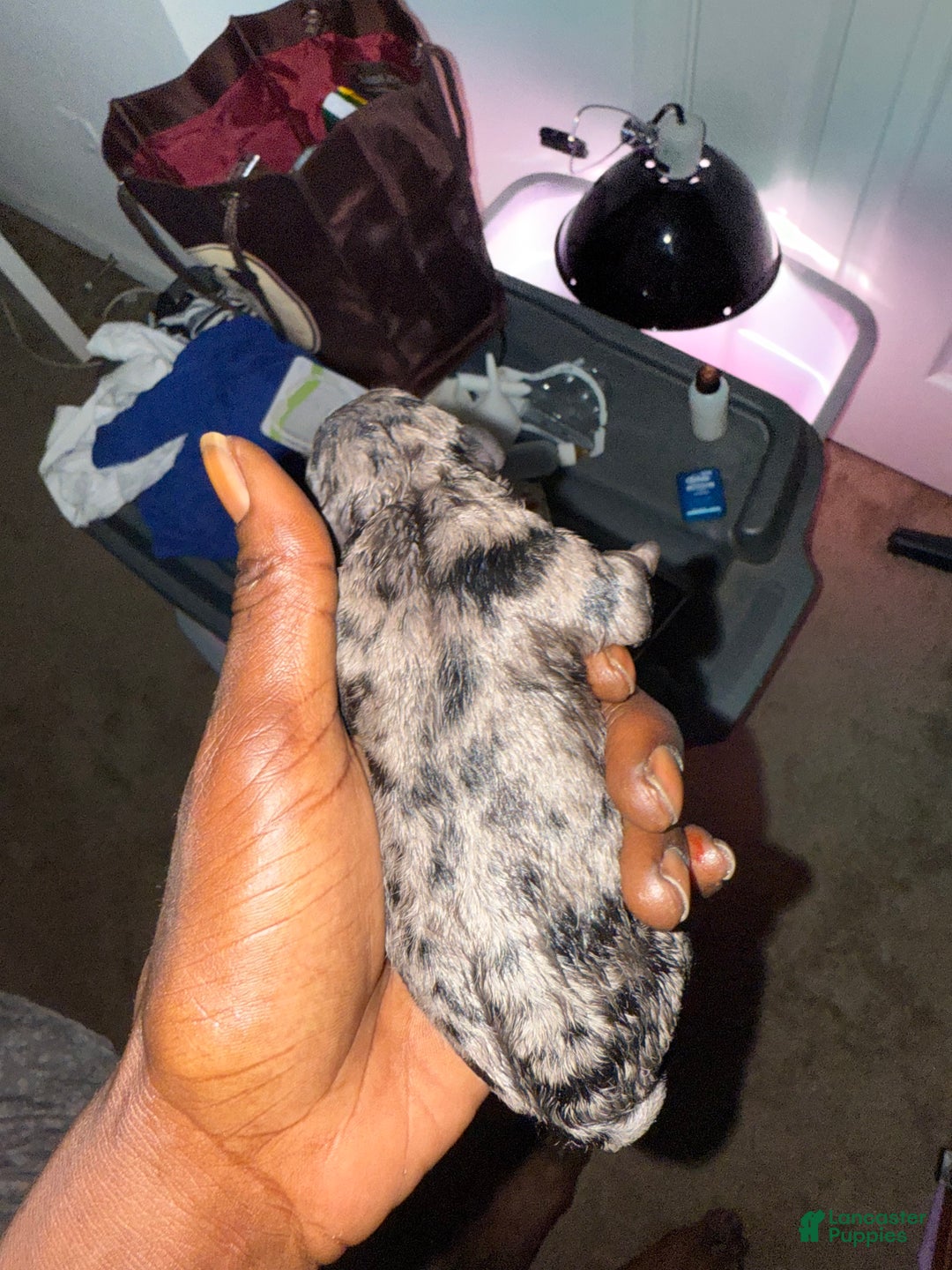 Mini Goldendoodle dogs for sale: Chase - Ad 3