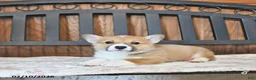 Welsh Corgi Pembroke dogs for sale: Tootsie - Ad 4