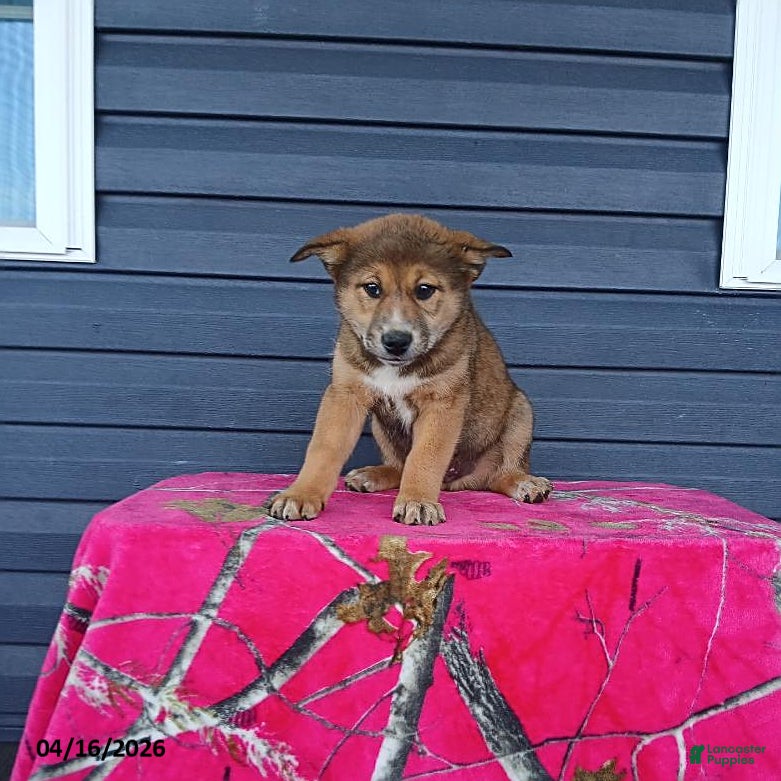 Mixed Breed dogs Kent - Ad 1