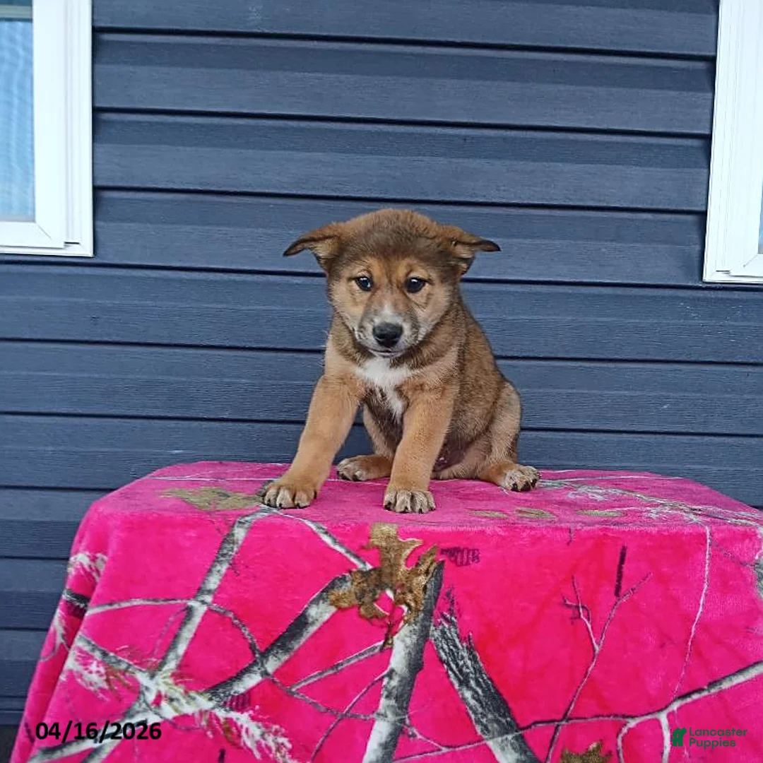 Mixed Breed dogs for sale: Kent - Ad 1