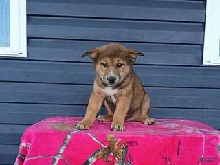 Mixed Breed dogs for sale: Kent - Ad 1