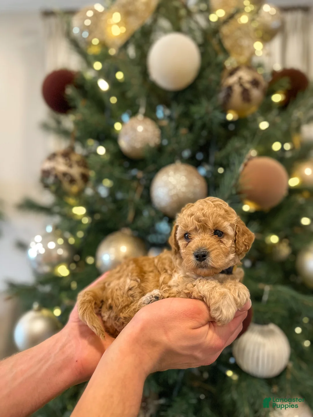 Mini Goldendoodle dogs for sale: Olive  - Ad 8