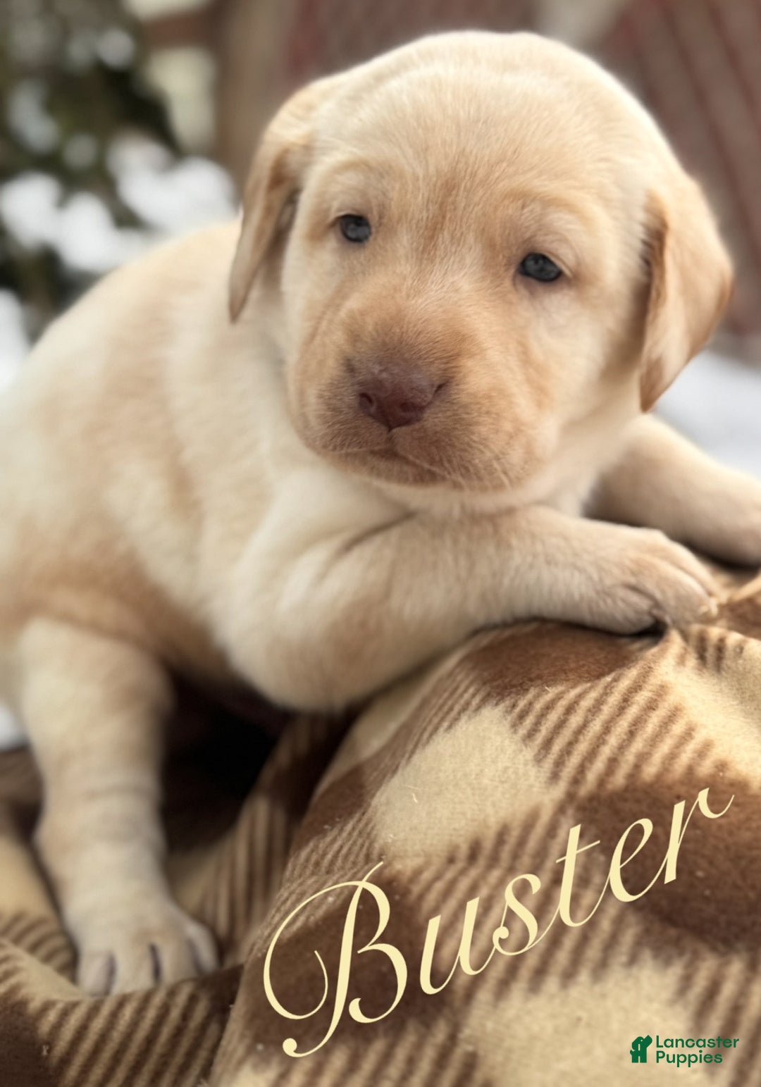Labrador Retriever dogs for sale: Labrador Retriever Puppy 1 - Ad 2