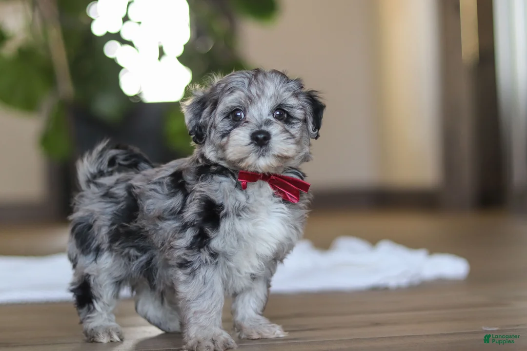 Havapoo dogs for sale: Rubble - Ad 6