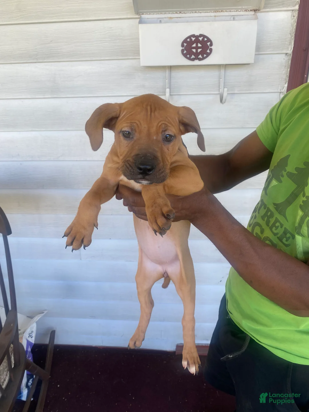 American Pit Bull Terrier dogs for sale: Brownie - Ad 2