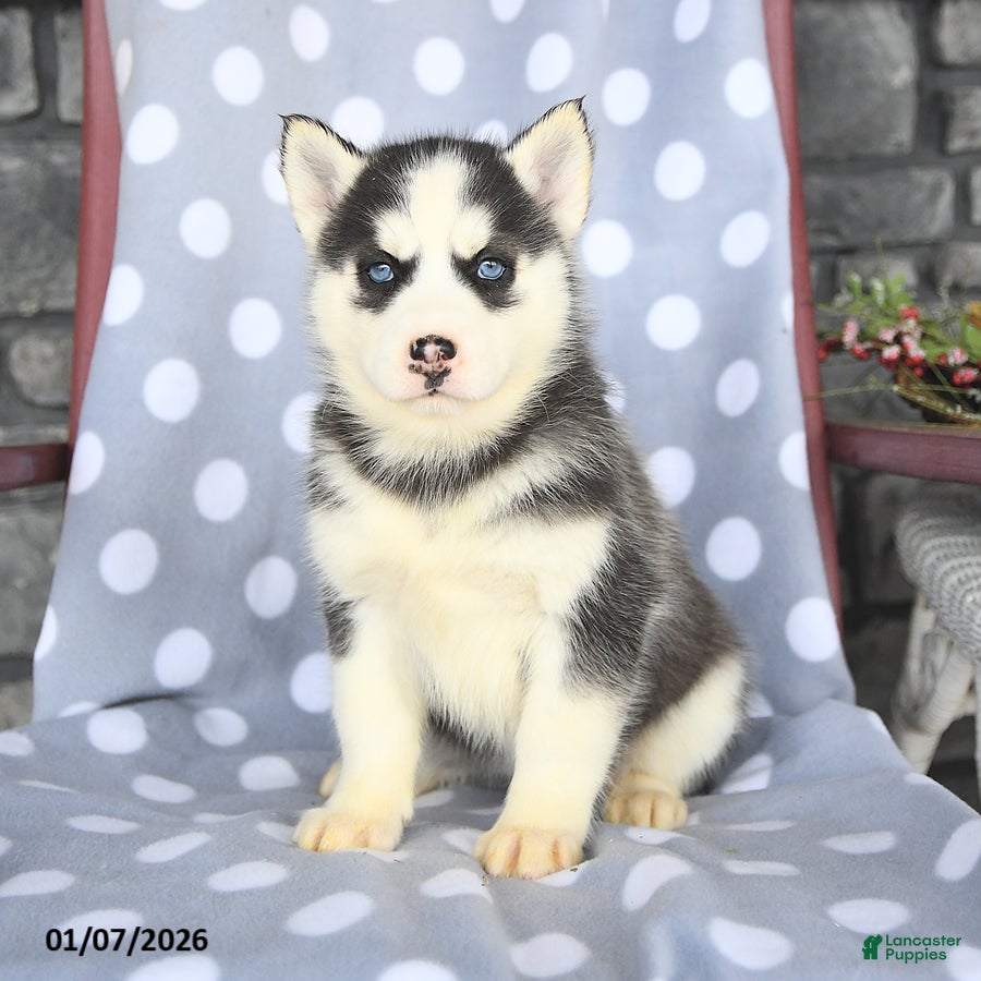 Siberian Husky dogs Coco  - Ad 13