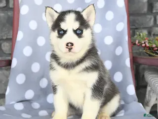 Siberian Husky dogs Coco - Ad 40