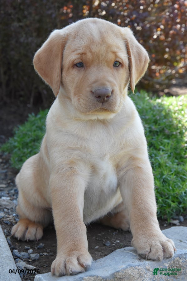 Labrador Retriever dogs Malinda - Ad 2