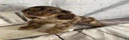 Cocker Spaniel dogs for sale: Pebbles - Ad 12