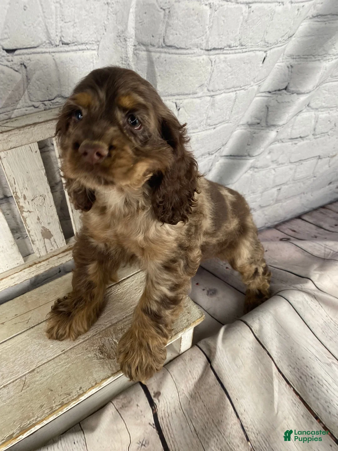 Cocker Spaniel dogs for sale: Pebbles - Ad 12