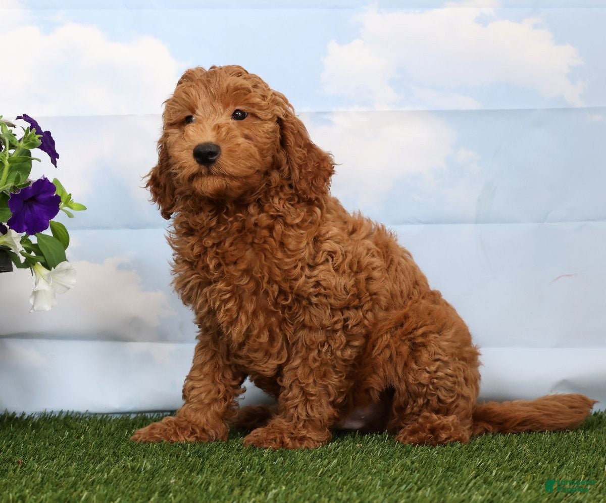 Mini Goldendoodle dogs Dakota - Ad 1