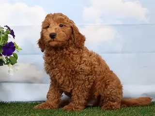 Mini Goldendoodle dogs for sale: Dakota - Ad 1
