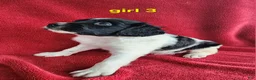 Brittany Spaniel dogs for sale: French Brittany girl 3 - Ad 3
