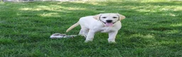 Labrador Retriever dogs for sale: Phineas - Ad 3