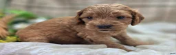 Cockapoo dogs for sale: Versace - Ad 20