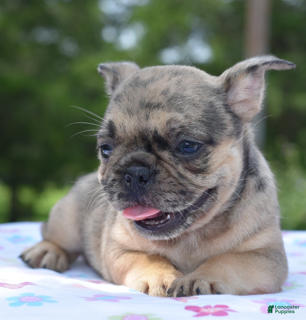 Mixed Breed dogs Tanka  - Ad 1