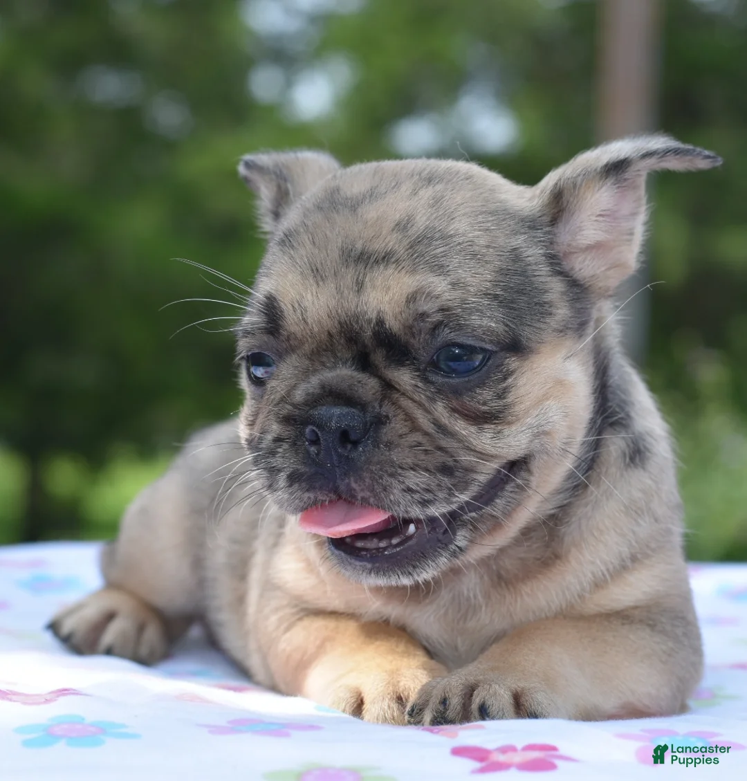 Mixed Breed dogs for sale: Tanka  - Ad 1