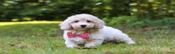 Bichpoo dogs for sale: Milo - Ad 10