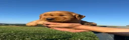 Golden Retriever dogs for sale: Rascal  - Ad 6