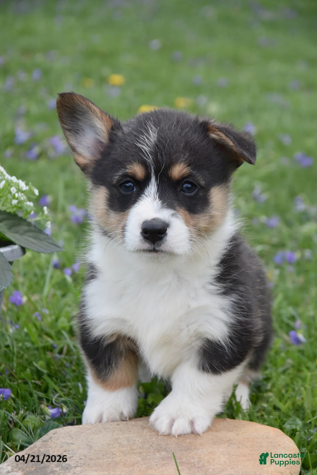 Welsh Corgi Pembroke dogs for sale: Maxx - Ad 2
