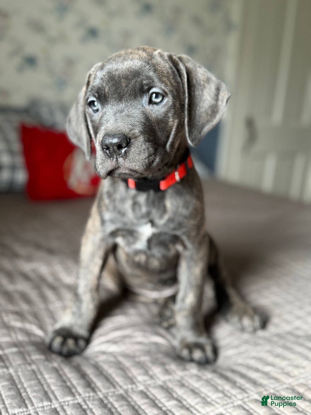 Cane Corso dogs for sale: Stormii - Ad 1