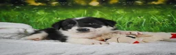 Border Collie dogs for sale: Jackson - Ad 4