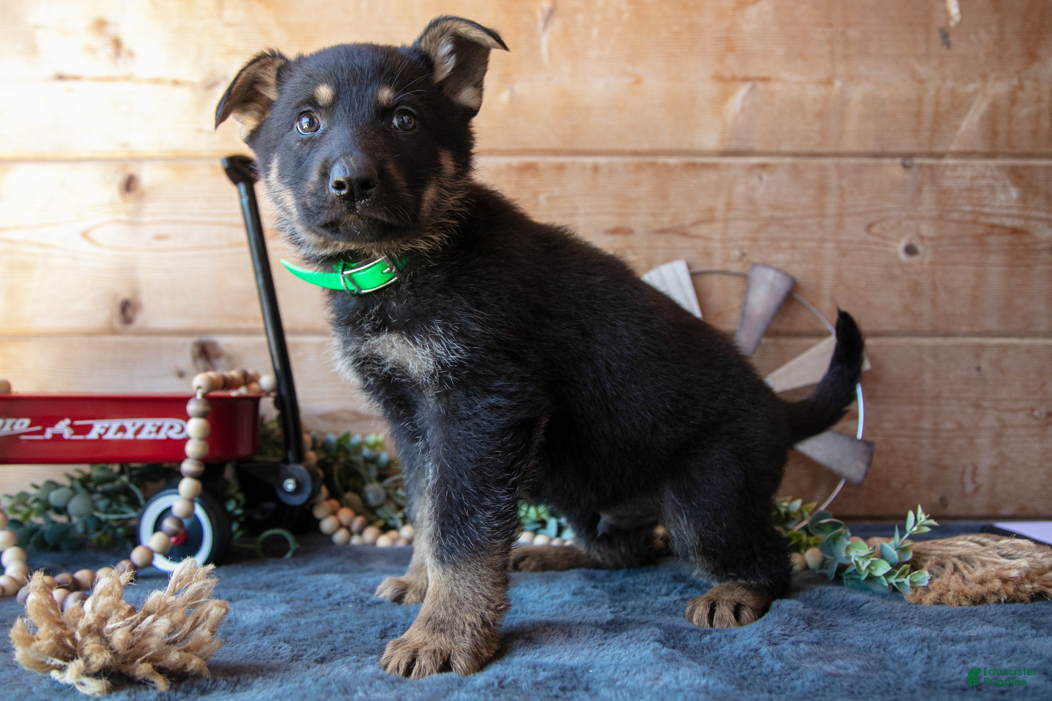German Shepherd dogs for sale: Miki - Ad 3