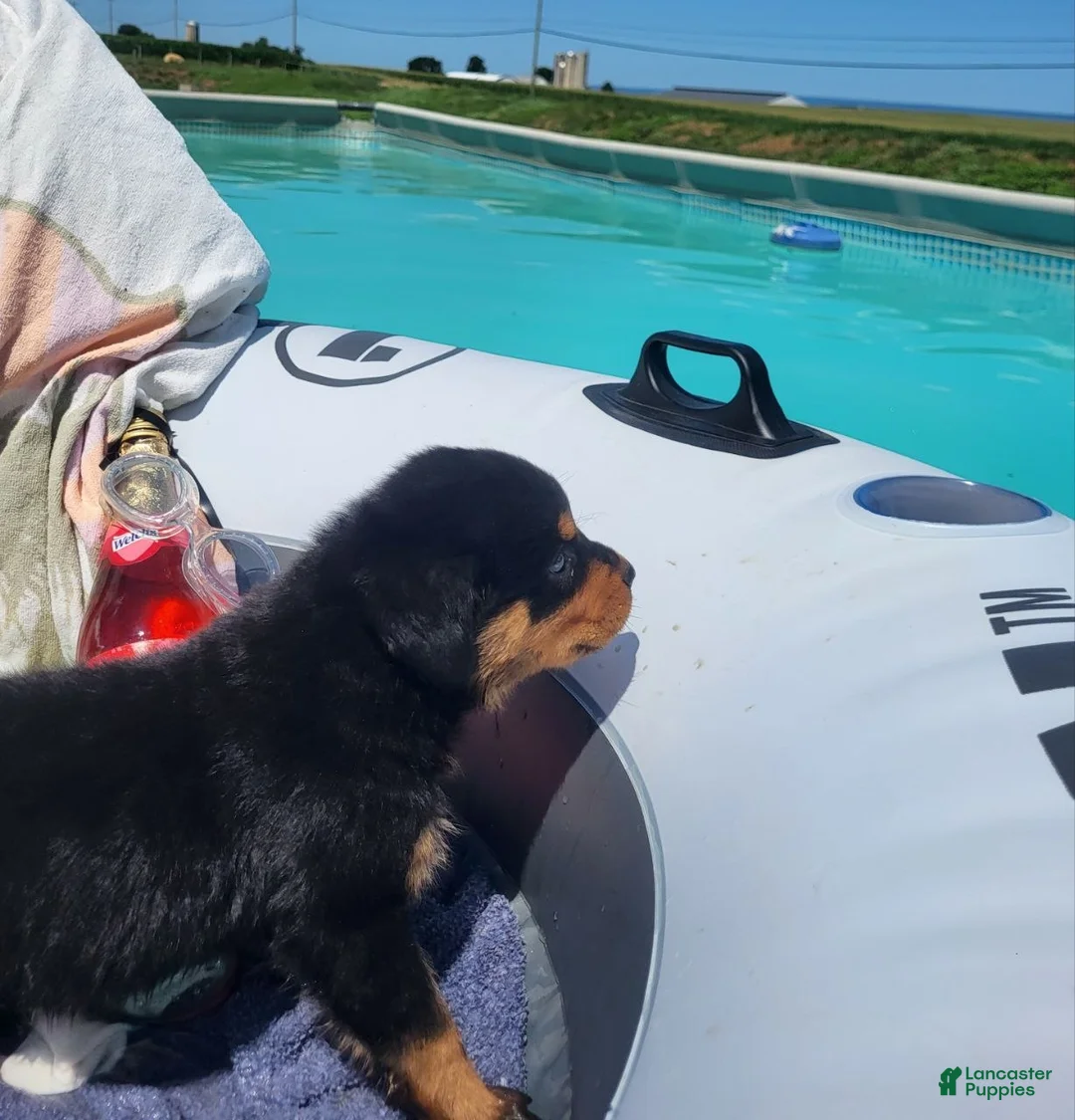 Rottweiler dogs for sale: Eva - Ad 4