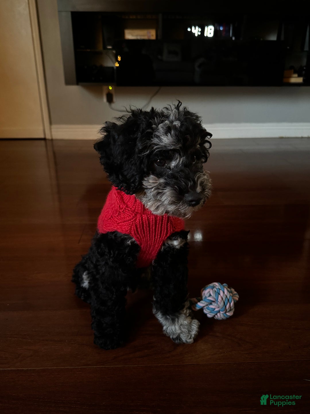 Miniature Poodle dogs for sale: Blu - Ad 4