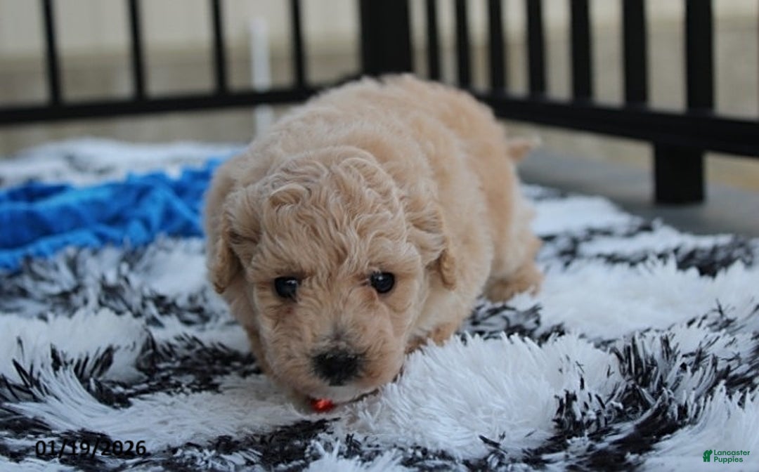 Bichpoo dogs for sale: Ranger - Ad 3