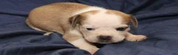 Puggle dogs for sale: Chewy - Ad 83