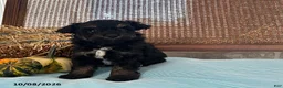 Mini Aussiedoodle dogs for sale: Dash - Ad 3