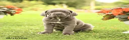 Cane Corso dogs for sale: Dessa - Ad 2