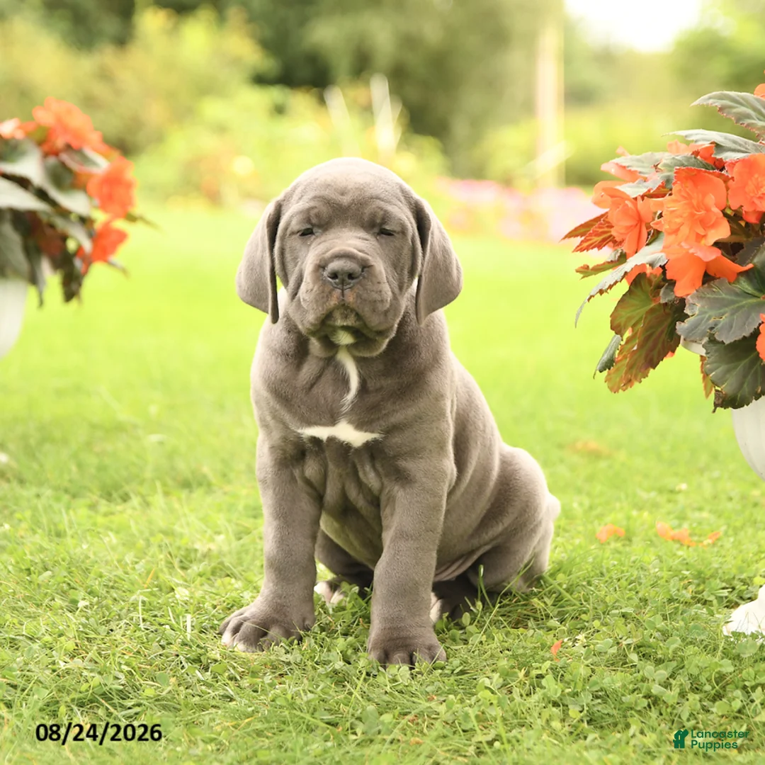 Cane Corso dogs for sale: Dessa - Ad 2