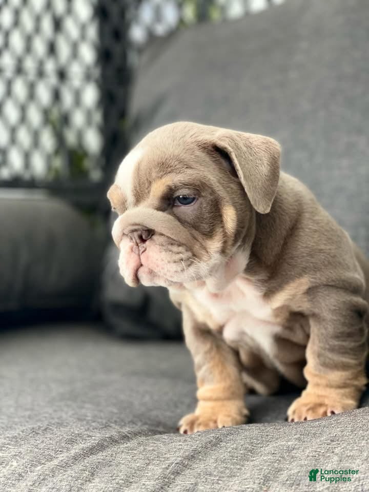 English Bulldog dogs Elvis - Ad 19