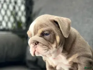 English Bulldog dogs Elvis - Ad 19
