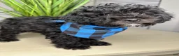 Shihpoo dogs for sale: Shihpoo 1 - Ad 10