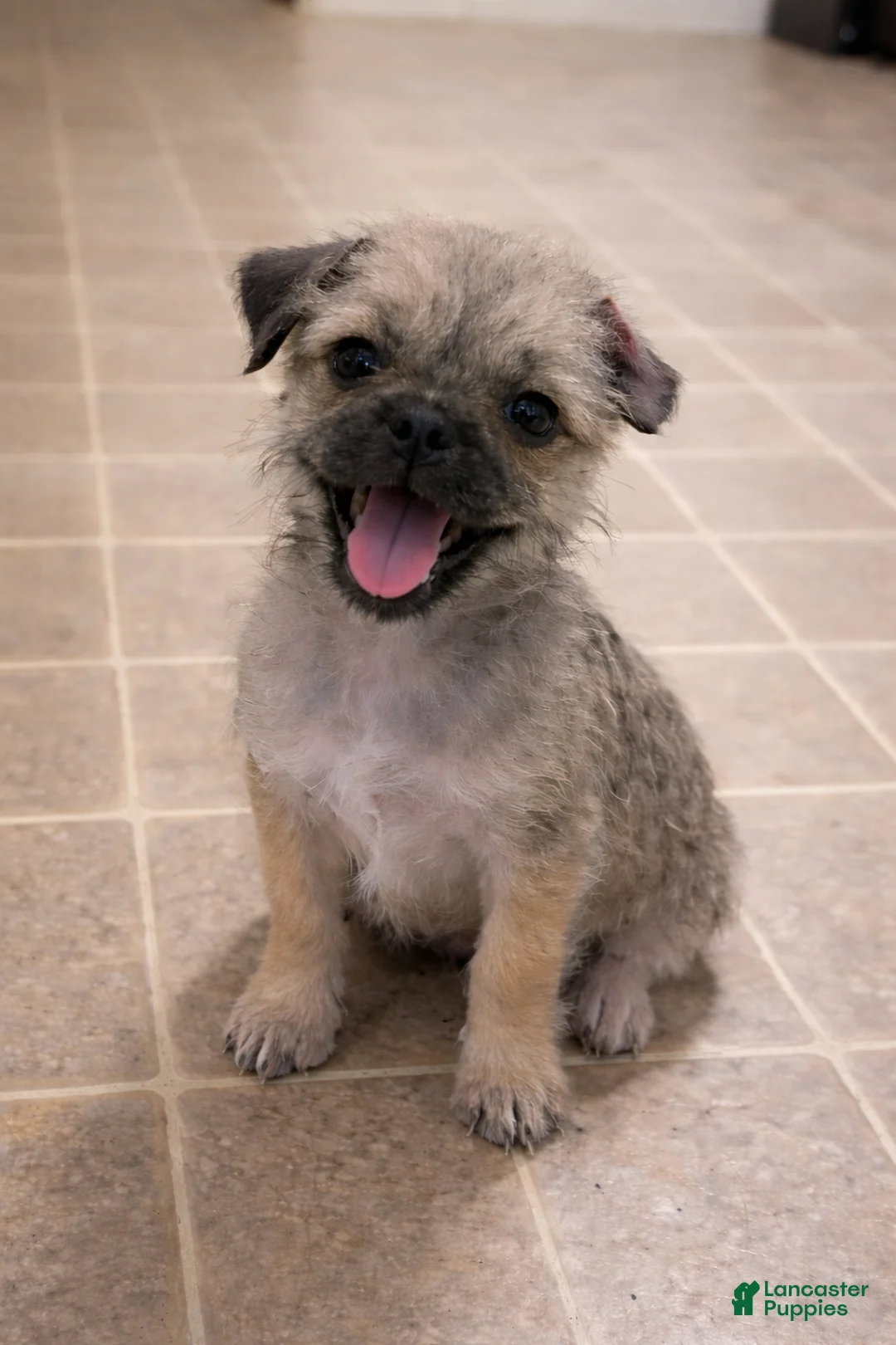 Pug dogs for sale: Pug Puppy 1 - Ad 1