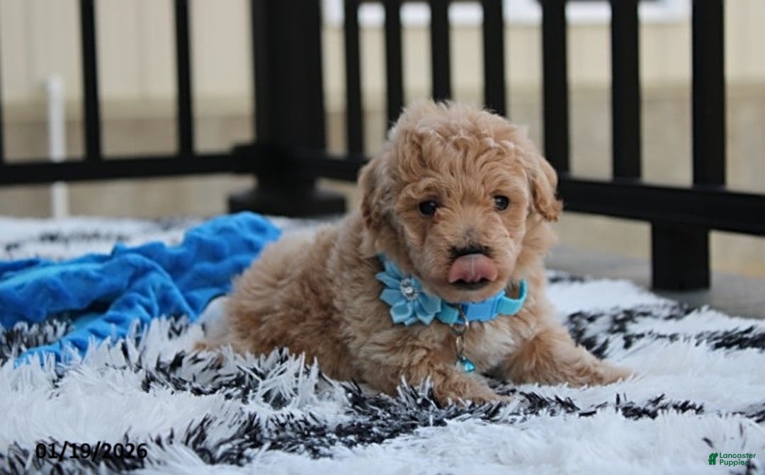 Bichpoo dogs for sale: Rex - Ad 2