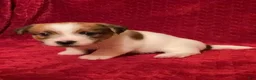 Jack Russell Terrier dogs for sale: Jack Russell Terrier Puppy 1 - Ad 1