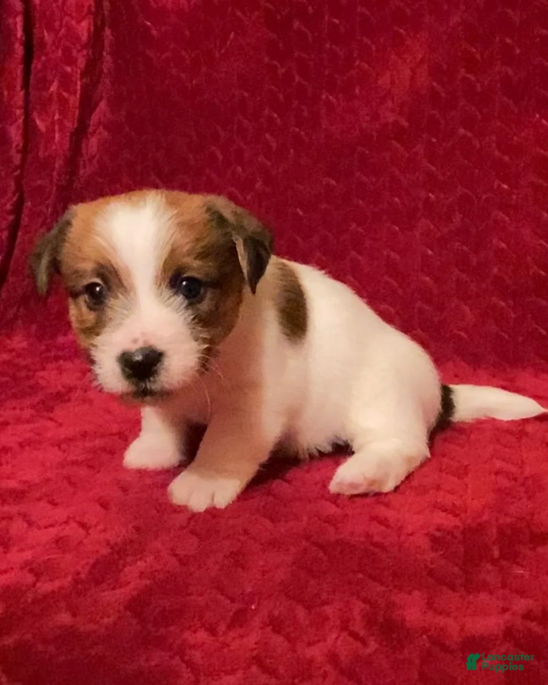 Jack Russell Terrier dogs for sale: Jack Russell Terrier Puppy 1 - Ad 1