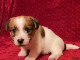 Jack Russell Terrier dogs Jack Russell Terrier Puppy 1 - Ad 1