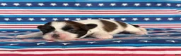 Shih Tzu dogs for sale: Queenie Shih Tzu  - Ad 5