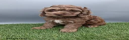Cockapoo dogs for sale: Andover - Ad 5