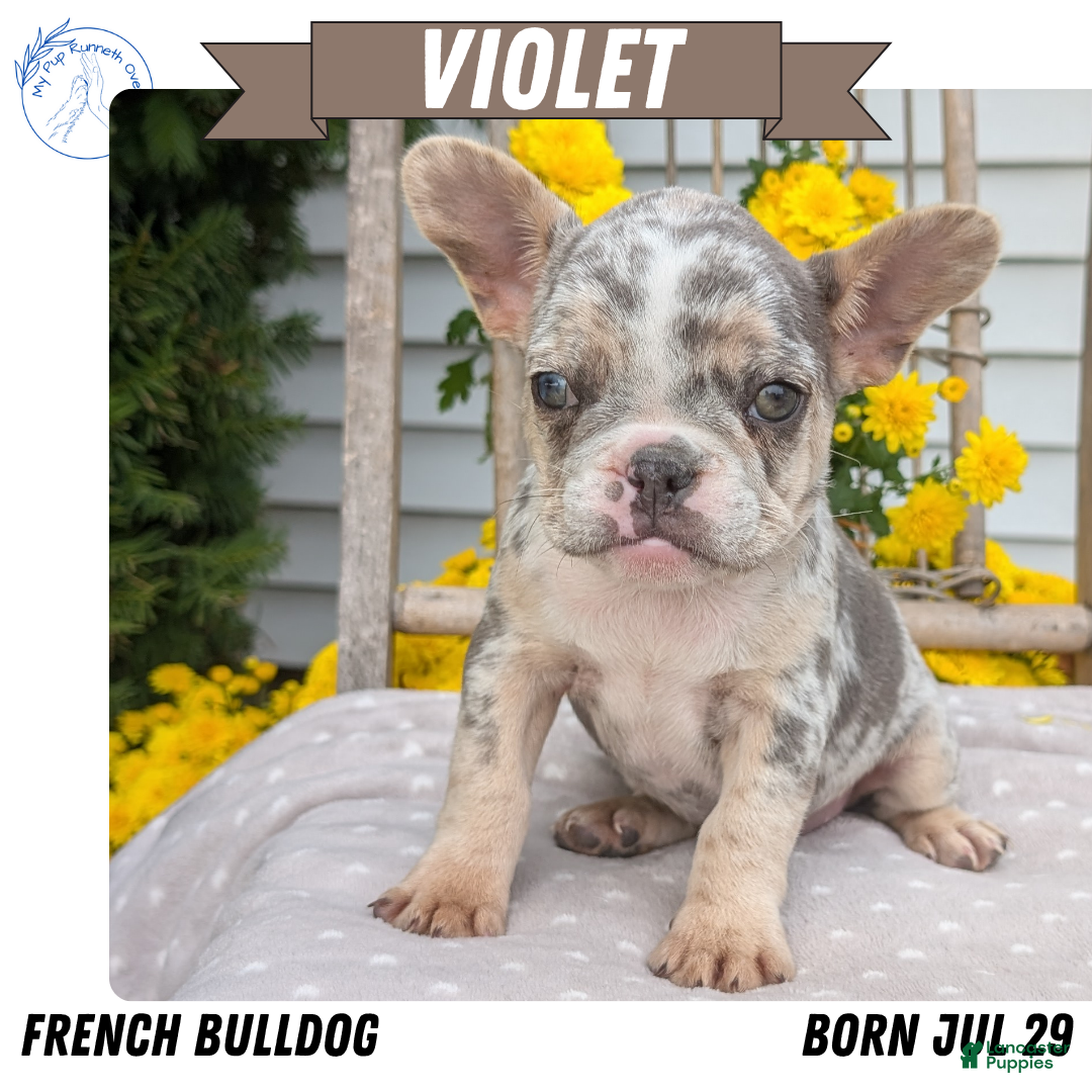 Violet for sale in Goshen Lancaster Puppies