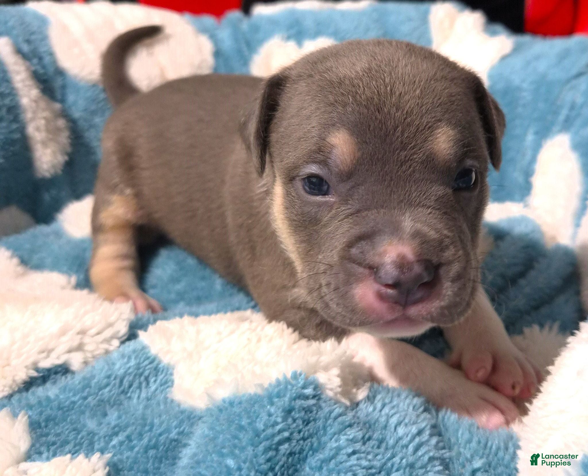 American Bully dogs "MICHAEL JACKSON" / BLUE TRI COLOR - Ad 19