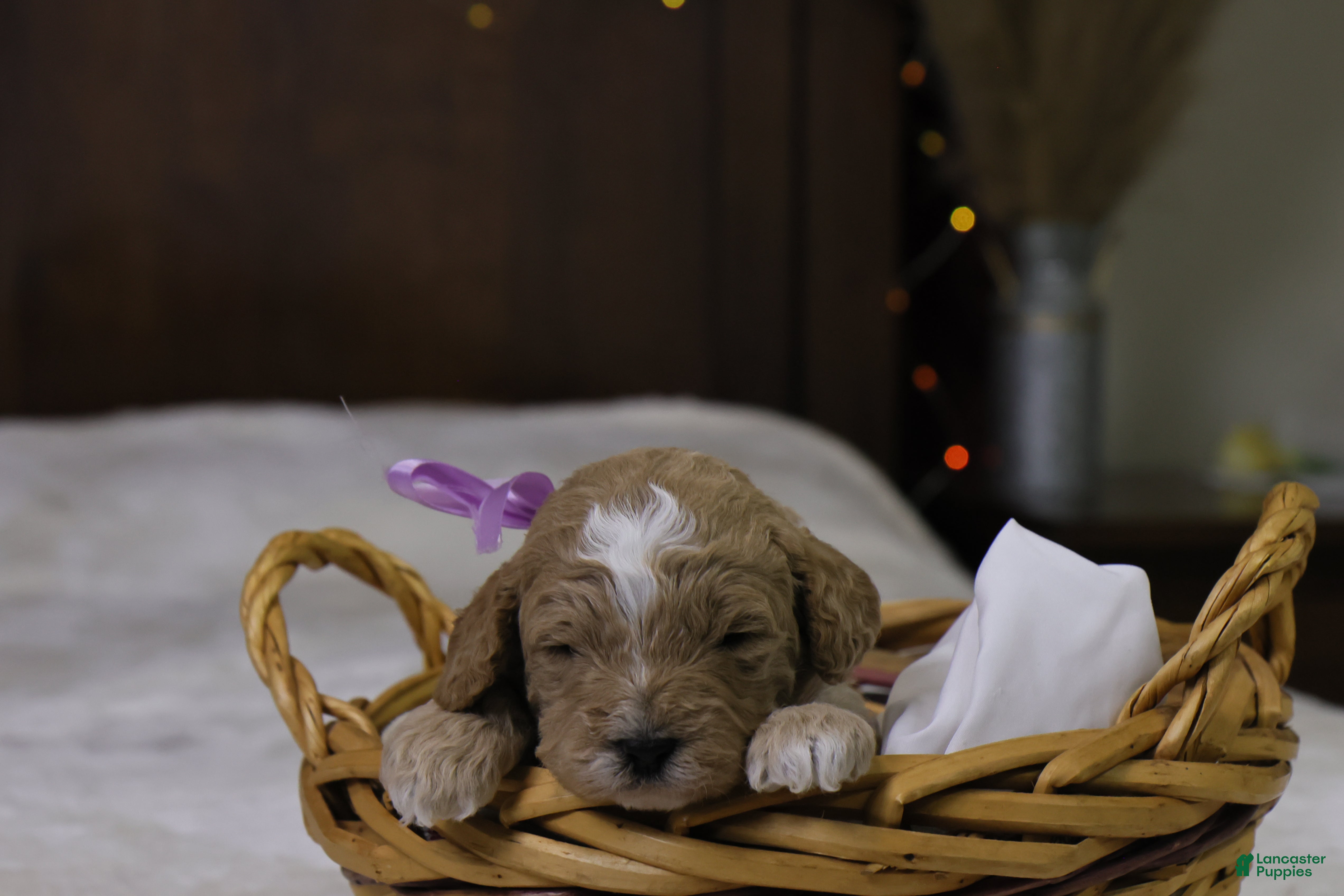 Goldendoodle dogs Holly - Ad 37