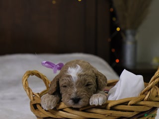 Goldendoodle dogs Holly - Ad 20