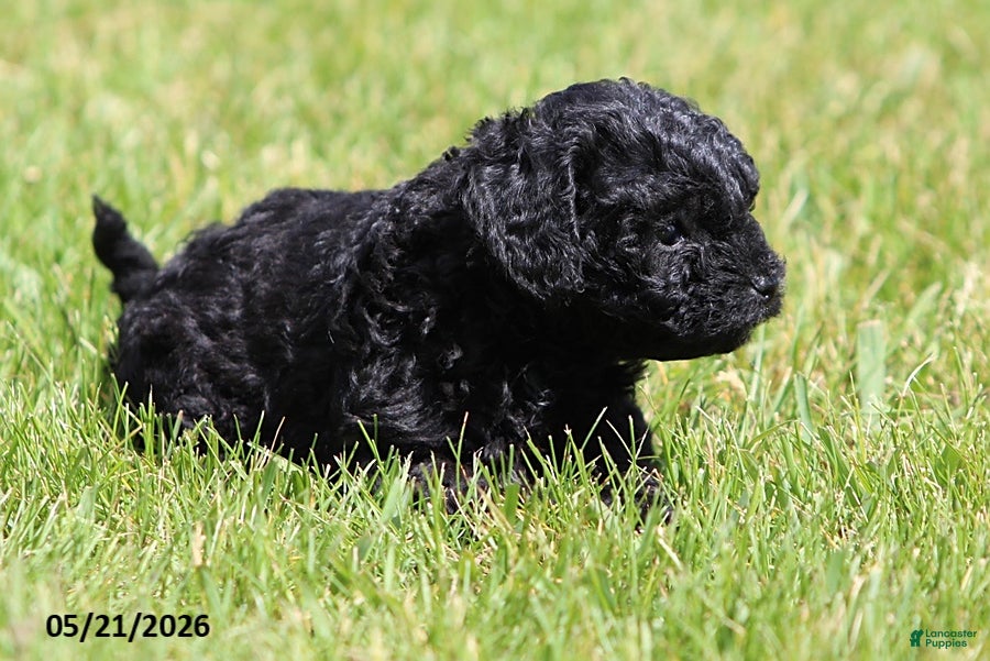 Shihpoo dogs Hailey - Ad 2